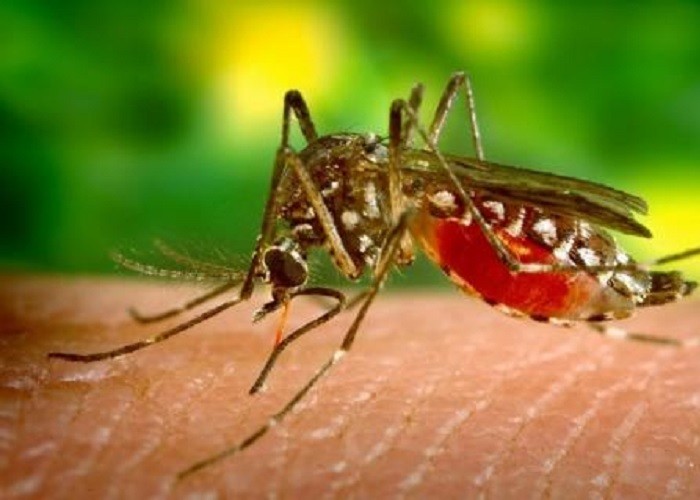 Doenças transmitidas por mosquitos causam milhões de mortes por ano